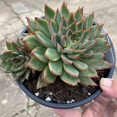 Echeveria Sagitta