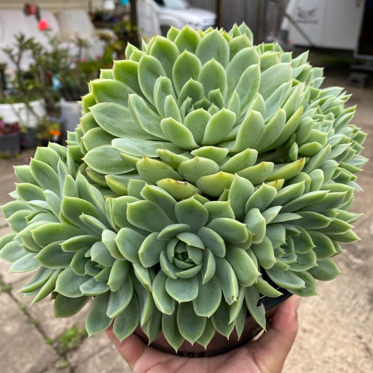 Plant image Echeveria Acacia Ponds