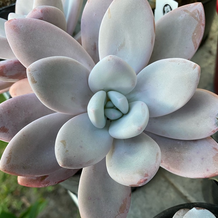 Plant image xGraptoveria Snow Peach