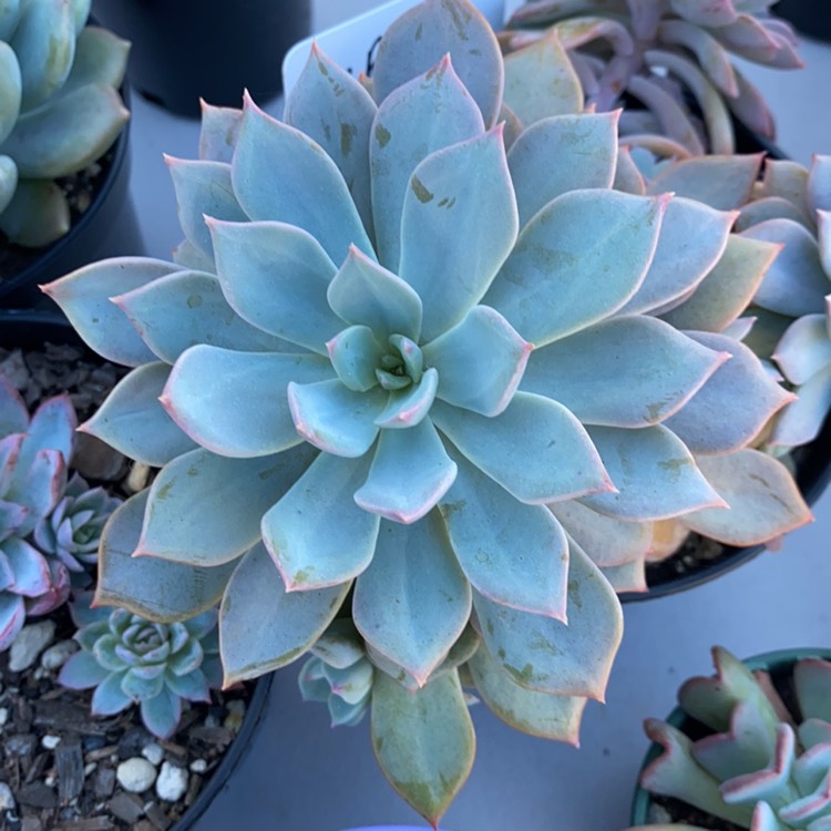 Plant image Echeveria Prunella