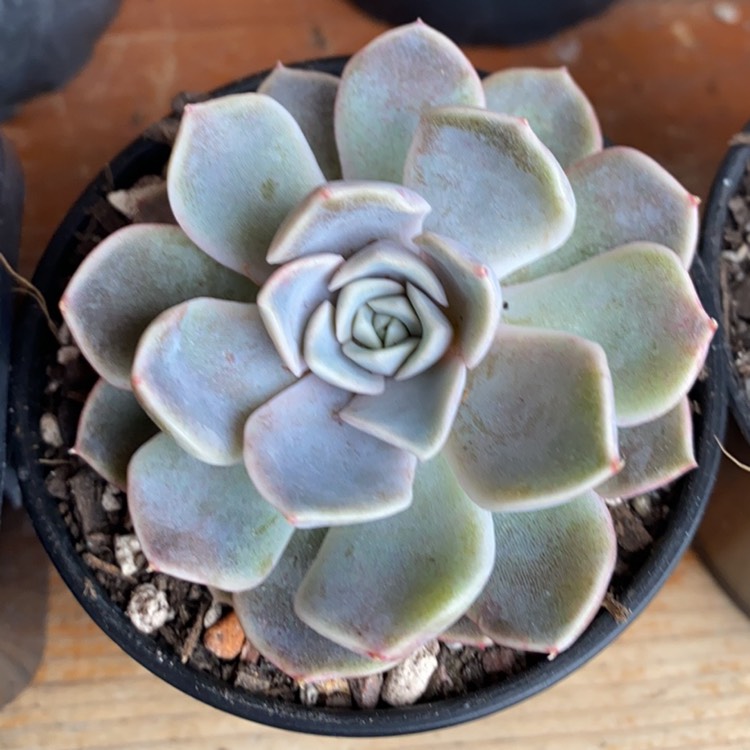 Plant image Echeveria Tynie Burger