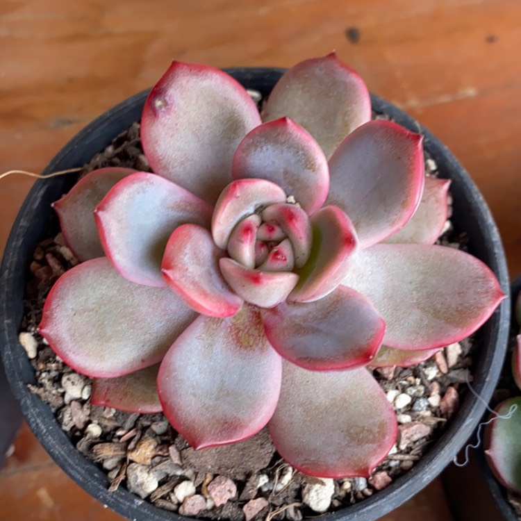 plant image 1489094