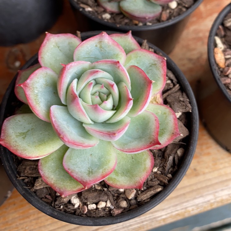 Plant image Echeveria Silhouette