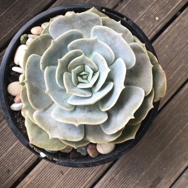 Echeveria Pollux