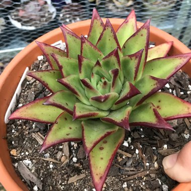 Echeveria Agavoides Red Edge