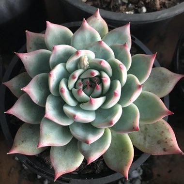 Echeveria Chihuahuaensis