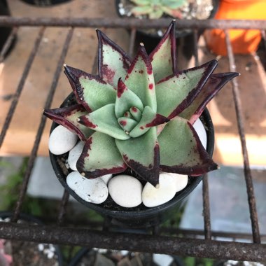 Echeveria Agavoides Ebony