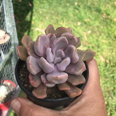 xGraptoveria Topsy Debbi