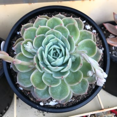 Echeveria Onslow