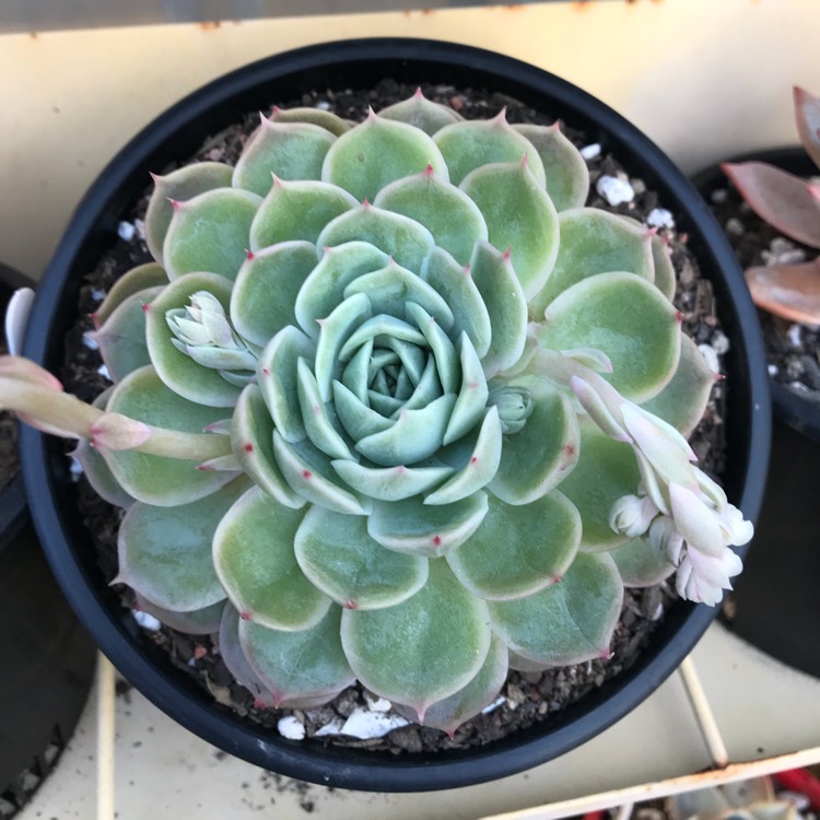 Plant image Echeveria Onslow