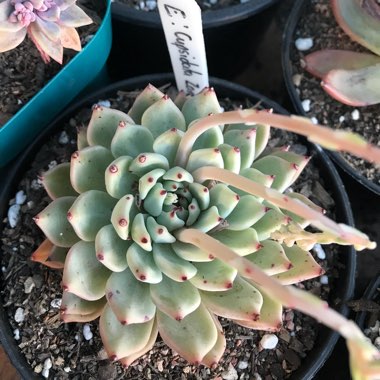 Echeveria Cuspidata var. Zaragozae