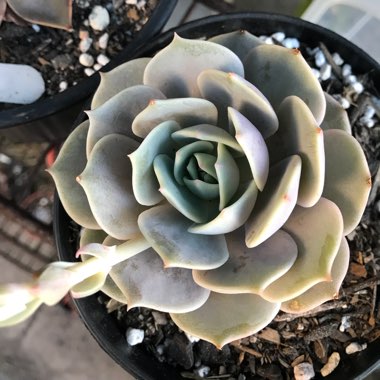 Echeveria Derenceana