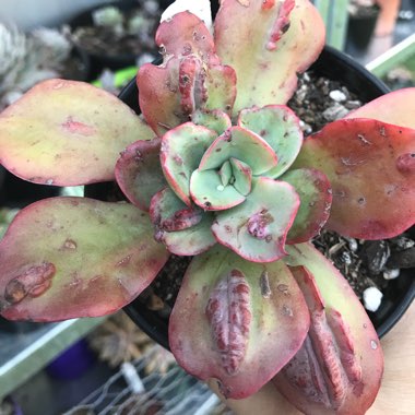 Echeveria Baron Bold