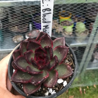 Echeveria Agavoides Blood Maria