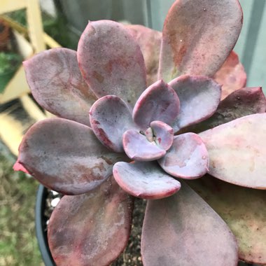 x Pachyveria 'Blue Tongue' syn. Graptoveria 'Blue Tongue'