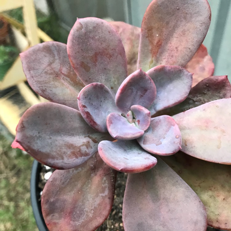 Plant image x Pachyveria 'Blue Tongue' syn. Graptoveria 'Blue Tongue'