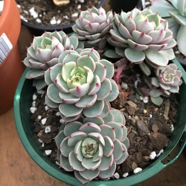 Echeveria Ben Badis