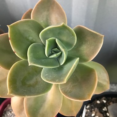 xGraptoveria David Cumming