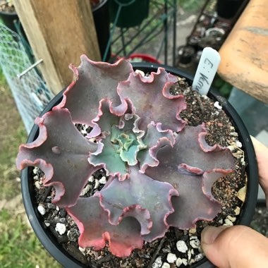 Echeveria Verrugas