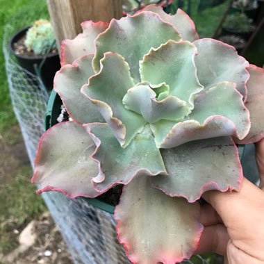 Echeveria Curls