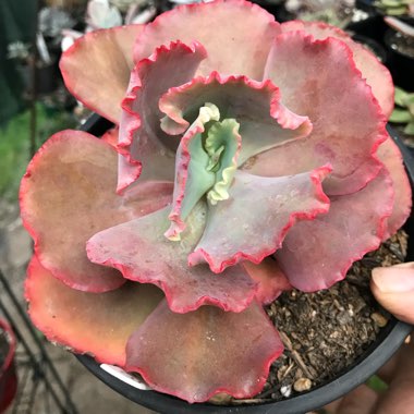 Echeveria Tutti Frutti