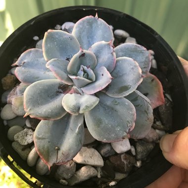 Echeveria Cloudburst