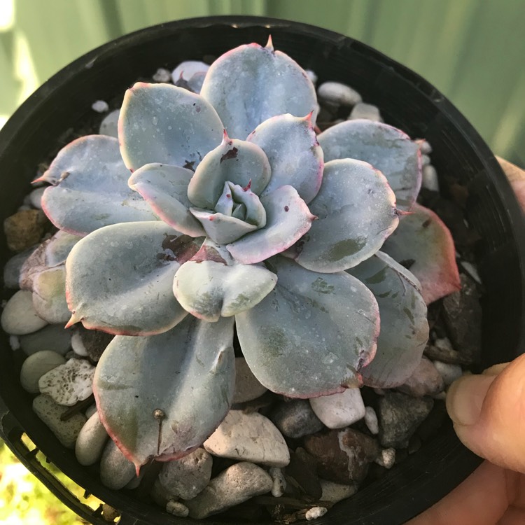 Plant image Echeveria Cloudburst