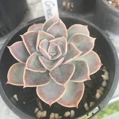 Echeveria Green Pearl