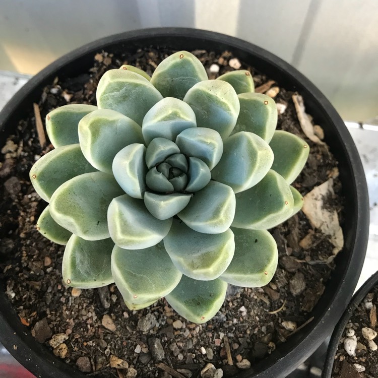 Plant image Echeveria Albicans