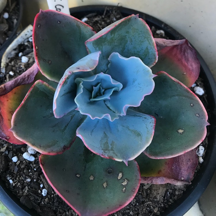 Plant image Echeveria Capri