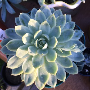 Echeveria Acacia Ponds