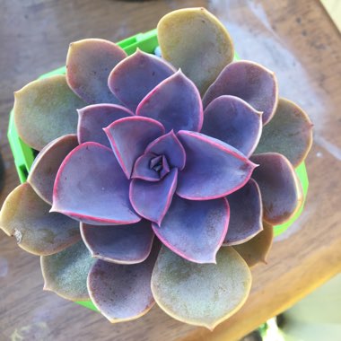 Echeveria Purple Pearl