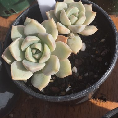 xGraptoveria Titubans