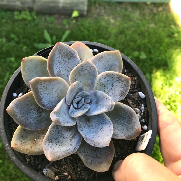 Plant image Echeveria Bambino