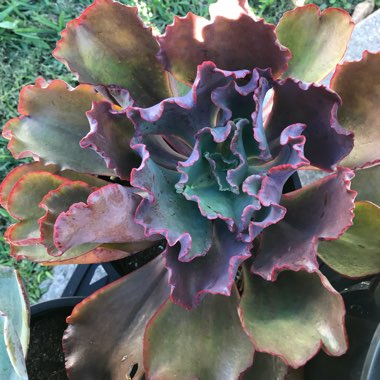 Echeveria Mauna Loa Pink Form