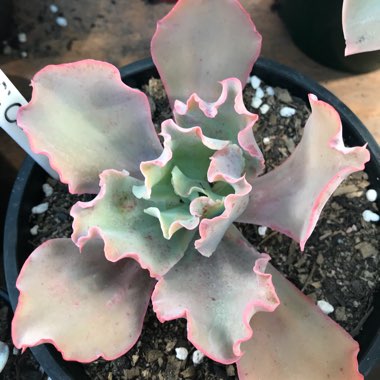 Echeveria Curls