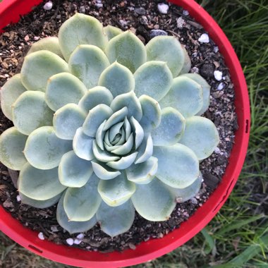 Echeveria Elegans