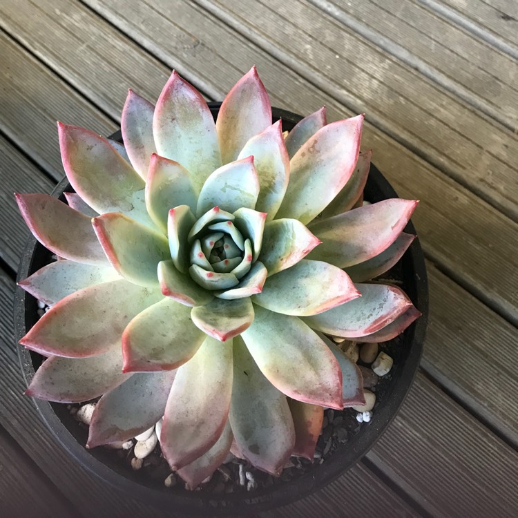 Plant image Echeveria Colorata fa. Brandtii