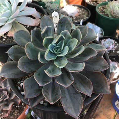 Echeveria Blue Prince