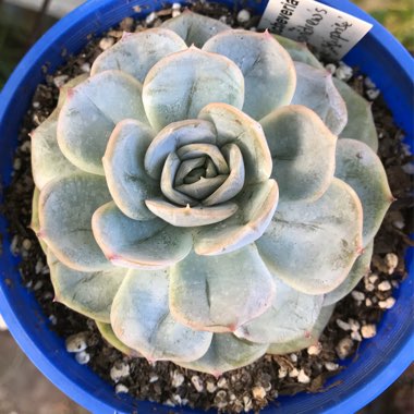 Echeveria Blue Surprise