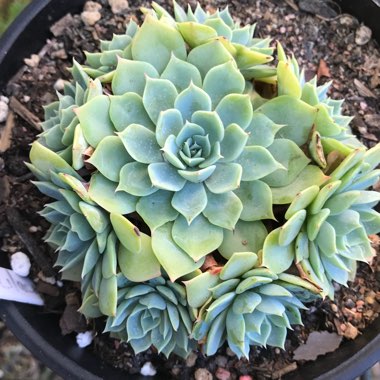 Echeveria Secunda