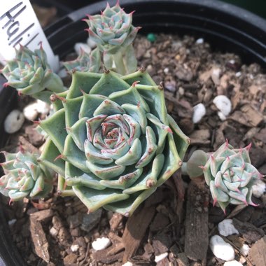 Echeveria Halbingeri