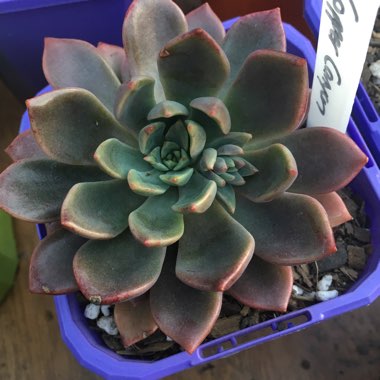 Echeveria Copper Canyon