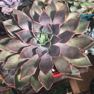 Echeveria Mensa