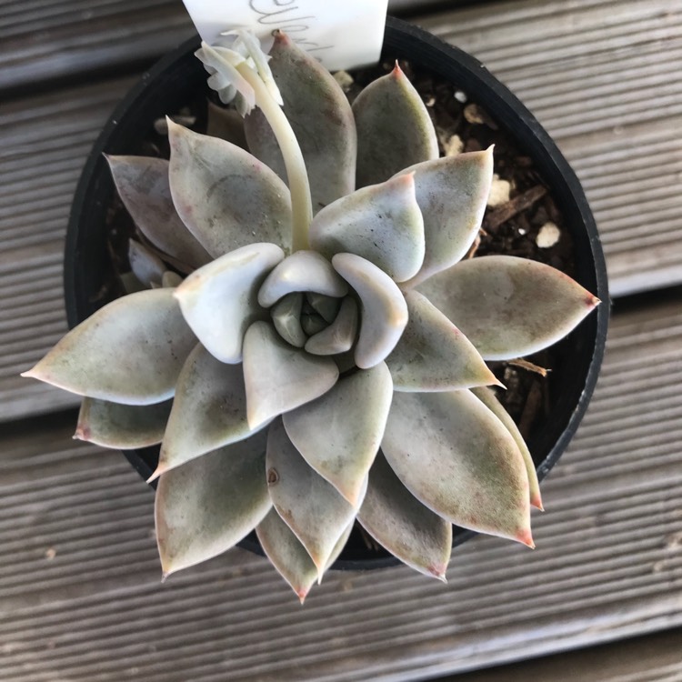 Plant image Echeveria Beverley