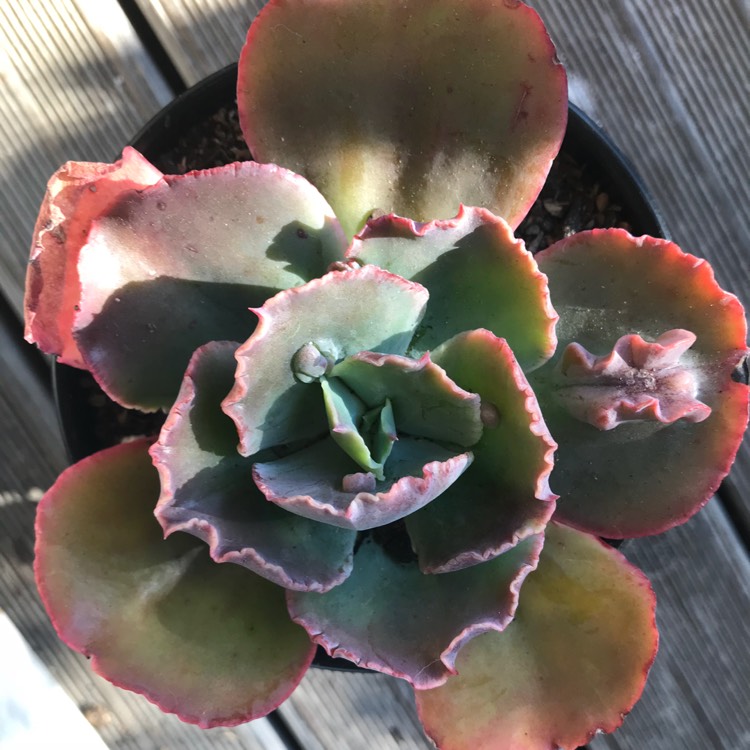 Plant image Echeveria Bumps