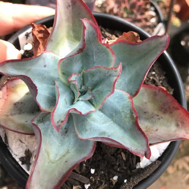 Echeveria Subrigida