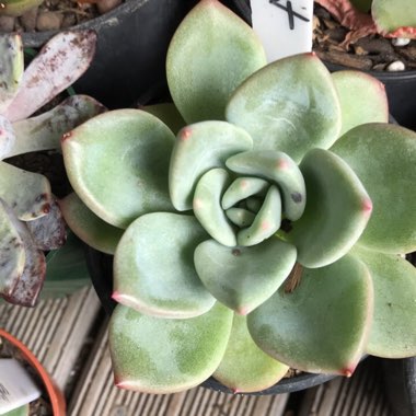 Echeveria