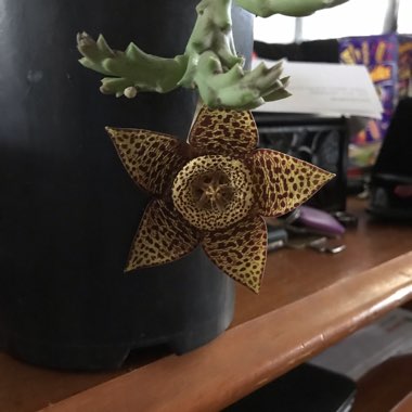 Stapelia Variegata