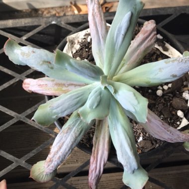 Echeveria Culibra